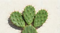 Prickly pear cactus plant with green paddles and sharp spines isolated on neutral background, suitable for botanical designs and nature-themed projects.