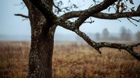 Gnarled tree branch in focus with blurred autumn field and distant buildings in background, suitable for nature, landscape, and seasonal editorial use.