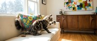 Two tabby cats sitting on a beige sofa with colorful cushion near wooden furniture and window in bright living room interior.