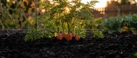 Fresh carrots growing in organic garden soil with green foliage during golden hour sunset light for healthy farming and sustainable agriculture concepts.