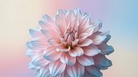 Stunning dahlia flower with delicate pink and blue petals against soft gradient background for botanical designs and nature-themed projects.