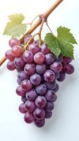 Fresh red grapes with water droplets hanging from wooden vine branch with green leaves isolated on white background. Use for food, agriculture, and beverage design.