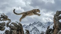 Snow leopard leaping between rocky cliffs in mountain wilderness with snowy peaks and dramatic cloudy sky showcasing wild cat agility and grace.
