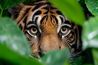 Close-up portrait of wild tiger eyes peering through green foliage, showing intense gaze and facial markings against natural jungle environment.