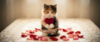 Adorable calico kitten holding red heart surrounded by rose petals on lace tablecloth for Valentine's Day romance and love celebration.