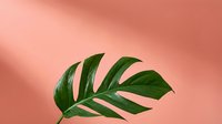 Tropical green monstera leaf with natural texture and veins isolated on soft pink background, suitable for botanical design, wellness branding, and nature-themed graphics.
