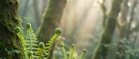 Young fern fronds unfurling in dappled forest sunlight with moss-covered tree trunks creating peaceful woodland atmosphere for nature and botanical content.