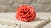 Single coral pink garden rose bloom on rustic wooden surface against textured stone wall background for romantic decor and floral arrangements.