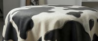 Cow print fabric with black and white patches draped over round surface, suitable for textile design, fashion, upholstery, and home decor projects.