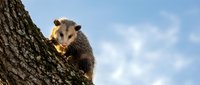 Young opossum climbing on tree bark against blue sky with white clouds in natural outdoor wildlife habitat setting.