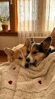Two adorable corgi puppies cuddling together on cozy knit blanket in warm sunlit living room with soft natural lighting and homey interior decor.