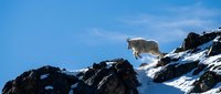 Mountain goat standing on snowy rocky cliff against clear blue sky in alpine wilderness habitat during winter season.