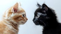 Two adorable fluffy kittens facing each other in profile on white background. Orange tabby and black Maine Coon breed cats with long fur and bright eyes.
