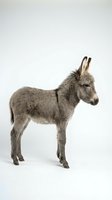 Gray donkey foal standing in profile on white background, isolated farm animal ready for design projects and educational materials.