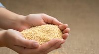 Hands holding quinoa seeds, organic grain for healthy cooking and nutrition.