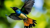 Vibrant sunbird in flight displaying bright blue, yellow and orange feathers against blurred green background, wings spread wide capturing dynamic motion and natural grace.