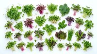Fresh microgreens collection with various leafy vegetables and herbs arranged on white background for healthy cooking and nutrition concepts.