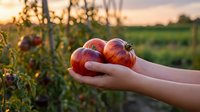 Fresh ripe tomatoes held in cupped hands at sunset in organic garden with warm golden light filtering through vineyard rows creating bokeh background.
