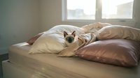 Siamese cat resting on bed with pillows near bright window, cozy bedroom interior with natural light and comfortable bedding.