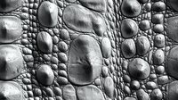 Extreme close-up of alligator skin texture showing detailed scales, bumps and ridges in dramatic black and white macro photography. Natural leather pattern.
