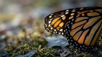 Monarch butterfly wing closeup showing intricate orange and black patterns with white spots on natural moss background for nature and wildlife designs.