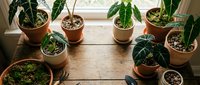 Indoor gardening workspace with potted houseplants on wooden surface near window. Green foliage plants in terracotta and ceramic pots for home decor and plant care.