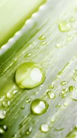 Macro shot of water drops on fresh green leaf surface showing natural water repellent effect. Demonstrates purity and environmental concept.