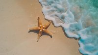 Lone starfish on sandy beach with turquoise ocean waves gently washing ashore, creating serene tropical vacation atmosphere.