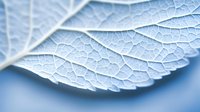 Close-up macro photography of delicate leaf veins and cellular structure with intricate natural patterns on soft blue background for botanical studies.