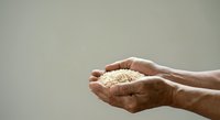 Hands holding uncooked rice grains against neutral background, suitable for food, agriculture, nutrition, cooking, and charity concepts.