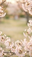 Soft pink cherry blossom branches frame blurred spring garden background with delicate petals and warm natural lighting for seasonal designs.