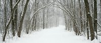 Snow-covered forest path through bare winter trees creating natural archway tunnel in peaceful woodland landscape for seasonal outdoor recreation.