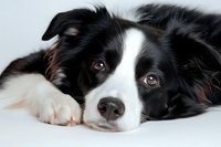 Close up portrait of border collie dog lying down with sweet expression, black and white fur, brown eyes looking at camera against white background.