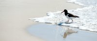 Black and white shorebird wading in shallow ocean waves on sandy beach with foam and reflection in wet sand during low tide.