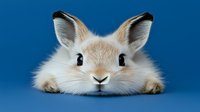 Curious dwarf rabbit peeking from bottom edge on blue background, close up portrait of cute bunny face with long ears and fluffy fur, isolated pet photo.