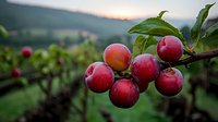 Fresh ripe red apples growing on tree branch with green leaves against blurred orchard background at sunset, natural organic fruit farming concept.