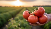 Fresh ripe tomatoes in farmer hands at sunset over agricultural field rows. Organic vegetable harvest concept for healthy eating and sustainable farming.