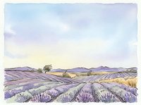 Lavender field landscape with rolling hills and distant mountains under soft sky, watercolor style illustration for nature, agriculture, and travel design projects.
