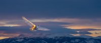 Snowy owl flying over snow-covered mountain peaks during golden hour sunset with dramatic purple and orange sky clouds creating majestic winter wildlife scene.