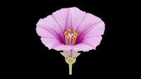 Delicate pink morning glory flower with vibrant magenta center and yellow stamens, isolated on transparent background. Ready for t-shirt designs, clipart, stickers, sublimation, and print-on-demand projects.
