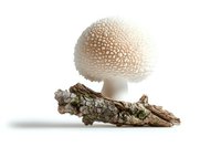 White puffball mushroom with textured cap growing on natural wood bark piece against clean white background, isolated studio shot for nature photography.