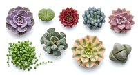 Collection of colorful succulent plants isolated on white background, perfect for gardening designs, botanical illustrations and home decor projects.