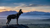 Wild dog silhouette standing on rocky outcrop against dramatic sunset sky with mountain ranges and valley landscape in background during golden hour.