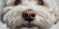 Close-up of adorable white fluffy dog nose and mouth with whiskers. Cute pet portrait showing detailed facial features and fur texture.