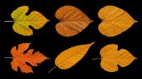 Autumn leaves collection isolated on transparent background, ready for t-shirt design, clipart, stickers, sublimation and print-on-demand projects.