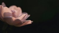 Soft pink lotus flower blooming against dark background with gentle lighting creating peaceful zen atmosphere for meditation and wellness concepts.