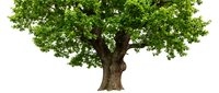 Large green oak tree with full canopy isolated on white background for environmental design projects and nature graphics.