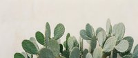 Green prickly pear cactus plants with oval paddle-shaped segments against neutral beige background for botanical decor and natural design projects.