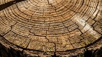 Tree ring cross section showing growth patterns and annual rings in wood grain texture for forestry, environmental science, and nature studies.