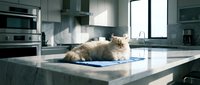 Fluffy Persian cat relaxing on modern kitchen island countertop in contemporary home interior with stainless steel appliances and natural lighting.